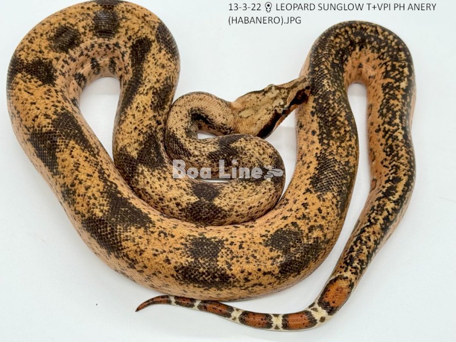 HABANERO LEOPARD SUNGLOW T+VPI PH ANERY